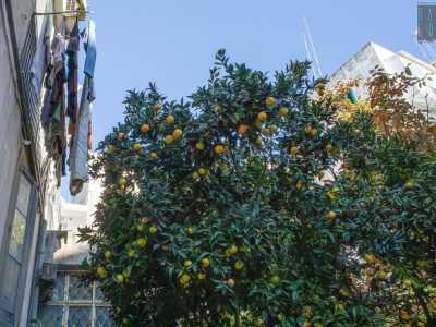 ...palme, alberi di cachi, limoni...